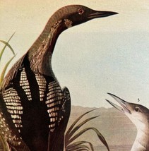 Pacific Loon Bird 1946 Color Art Print John James Audubon Nature DWV2G - $760.08 MXN