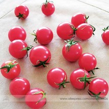 50 Aunt Ruby S Green German Tomato Seeds Garden USA SELLER - $7.96