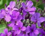 Dame&#39;S Rocket Flower Seeds 500 Biennial Purple Flower Garden Bees Fast S... - $8.99
