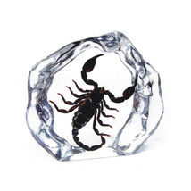 Real BLACK SCORPION Genuine INSECT Desktop Paperweight Lucite Paper Weig... - $34.64