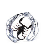 Real BLACK SCORPION Genuine INSECT Desktop Paperweight Lucite Paper Weig... - £27.24 GBP