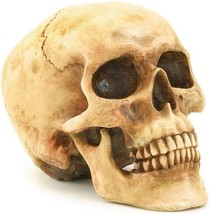 Grinning Highly Realistic Replica Human Skull Statue Home Décor 6.5x4.25x4.6&quot; - $23.38