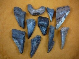 (SW11-16) TWO POUNDS Fossil Shark Tooth teeth MEGALODON partial sharks fragments - £44.82 GBP