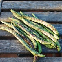 New Fresh Seeds Rattlesnake Pole Bean Beans 25 Seeds Phaseolus Vulgaris - $12.48