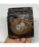 522g, 2.9&quot; x 2.9&quot; x 2&quot; Fossils Orthoceras Ammonite Business Card Holder,... - £11.01 GBP