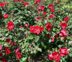 30 Pc Seeds Japanese Red Rose Flower Plant, Rugrose Rose Seeds for Planting | RK - £13.21 GBP