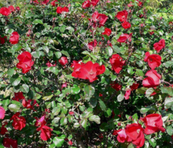 30 Pc Seeds Japanese Red Rose Flower Plant, Rugrose Rose Seeds for Planting | RK - £12.64 GBP