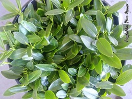 50 Red Mangrove Plants With Roots &amp; Leaves SALWATER/ Freshwater Aquarium - $56.10