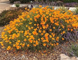 Poppy California Orange 500 - 5000 Seeds Wildflower wild drought tolerant native - £1.54 GBP+
