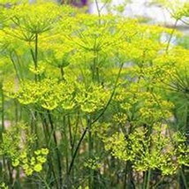 HS Fennel Florence 200 Seeds    - £4.79 GBP