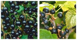 1 Consort black Currant live rooted starter plant, edible Shrub - $44.99