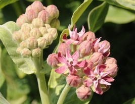 Showy Milkweed Butterfly Flower Seeds 150 Mg Asclepias Speciosa Fresh - £15.15 GBP