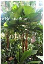 New Fresh 100 Pcs/Bag Purple Travelers Palm Flores Bonsai Ravenala Madagascarien - $9.46