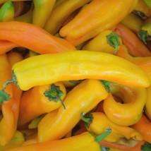 Corno Di Toro Giallo Pepper Seeds 30 Yellow Italian Sweet  - £9.13 GBP