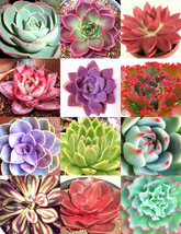 COLOR ECHEVERIA mix, rare exotic succulent HEN &amp; CHICKS seed flowering -20 seeds - £7.06 GBP