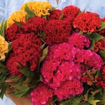 30 Celosia Chief Mix Seeds Usa Seller - £6.75 GBP