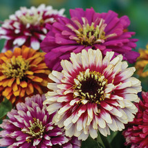 50 Seeds - Zinnia Whirligig Mix Flower - Bi-Color High Performer - £7.07 GBP