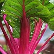 US Seller Pink Swiss Chard Seed Pink Swiss Chard Seeds 40 Seeds Fast Shi... - $6.86