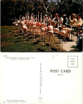 Bahamas Nassau Ardastra Gardens Flamingoes March Past Spectators VTG Postcard - £7.39 GBP