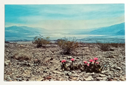 Beavertail Cactus Blooms Flowers California CA Dexter Press UNP Postcard c1964 - £4.00 GBP