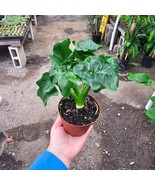 Philodendron &#39;Atom&#39;  4” Pot - $25.73