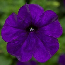 Petunia Seeds Petunia Fotofinsh Blue 100 Pelleted Seeds Trailing Petunia Fast Sh - £26.05 GBP