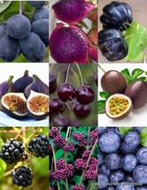 Purple Fruits Mix, Rare Organic Edible Colorful Fruit Healthy Food Seed 15 Seeds - £7.95 GBP