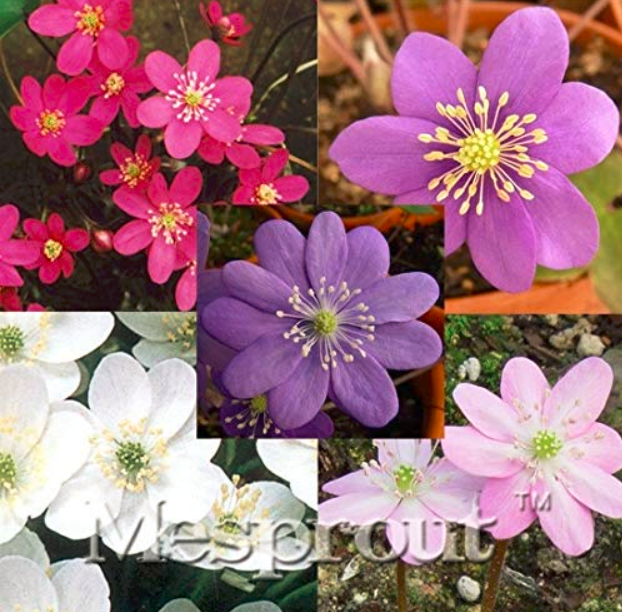 100 Seeds Hepatica Nolilis Bonsai Flower Beautiful Watch Bonsai Plants Flores Bo