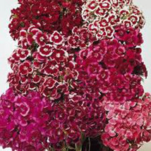 SWEET WILLIAM 100+ SEEDS ORGANIC, BEAUTIFUL CLUSTERS OF FLOWERS - £2.57 GBP