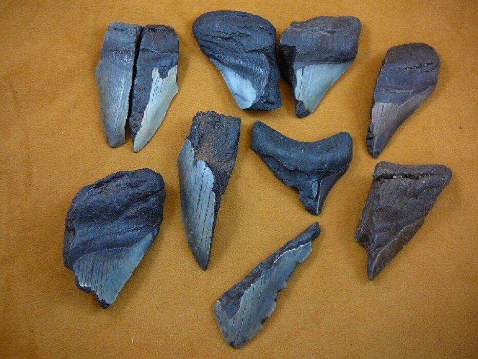Primary image for (SW11-10) TWO POUNDS Fossil Shark Tooth teeth MEGALODON partial sharks fragments