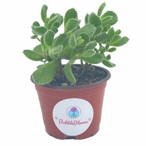 Bear Paws, bear&#39;s claw plant, bear&#39;s paw succulent, 3 inch pot, kitten paw - £14.50 GBP