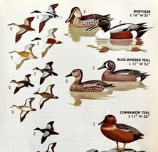 Ducks Shoveler Teal Varieties And Types 1966 Color Bird Art Print Nature... - £15.79 GBP