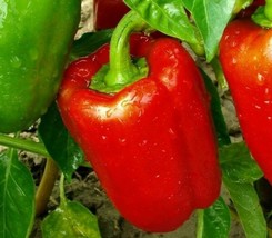 Red Bell Pepper Seeds 30+ Culinary Big Red Sweet Pepper Non-Gmo - £7.77 GBP