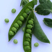 SHIP FROM US ORGANIC LAXTON&#39;S PROGRESS #9 PEA SEEDS - 8 OZ SEEDS -NON-GM... - £42.49 GBP