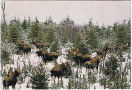 Postcard Animal The Moose Charlie Falk Photo Newfoundland &amp; Labrador - £4.38 GBP