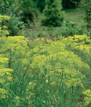 Grow In US Dill Seed Mammoth Long Island Heirloom Non Gmo 50 Seeds Spice - £7.28 GBP