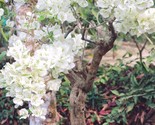 White Orchid Tree {Bauhinia alba} Fragrant Showy Blooms 10 seeds - £5.49 GBP