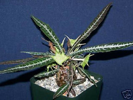 Dorstenia Lanzifolia rare succulents seed 10 SEEDS - $8.99