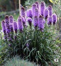 500 seeds  Purple Blazing Star Gayfeather Liatris Spicata Flower - £6.74 GBP