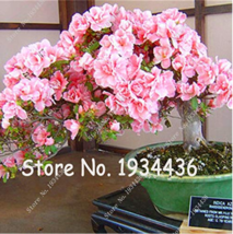 SL 100 Pcs/Bag Bonsai Mountain Azalea - Rhododendron Simsii Satsuki Mixed Color  - £2.84 GBP