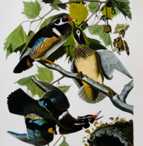1979 Wood Duck Color Plate Print Audubon Birds Of America Vintage Art F15J - $29.99 1979 Wood Duck Color Plate Print Audubon Birds Of America Vintage Art F15J - $29.99