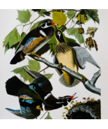 1979 Wood Duck Color Plate Print Audubon Birds Of America Vintage Art F15J - $29.99