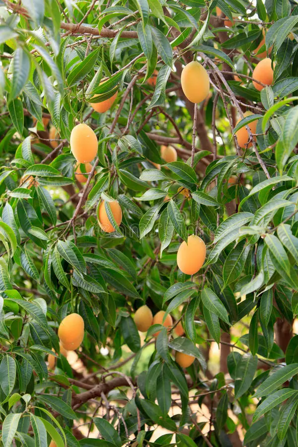 Fruit Tree: Grafted Mango Maprang 3’-4’ Feet Tall Live Plant - £142.26 GBP