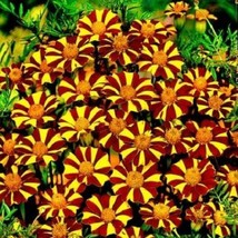 Fresh French Marigold Court Jester Harlequin Tall Beneficial Plant Non-Gmo 100 S - £9.80 GBP