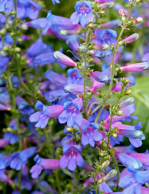 180 Seeds Penstemon Rocky Mountain Blue Purple / Perennial Wild Flower - £7.78 GBP