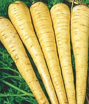 All American Parsnip Seeds 200+ Seeds Non-Gmo Fresh Garden - £3.10 GBP