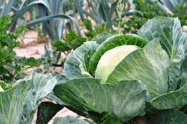 1000 Cabbage Seeds All Season Heirloom Fresh From US - £9.94 GBP