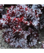 Maricella Lettuce Seeds Gourmet US Fast Shipping - $15.82