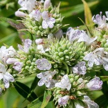 200 Hairy Mountain Mint Seeds New Fresh Seeds USA - $13.40