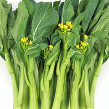 USA SELLER Yu Choy Sum 70D Improved Cabbage Bok Choy Asian Vegetable Free Shippi - $11.95